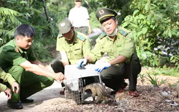 Huế thả loạt động vật rừng nguy cấp, quý hiếm về môi trường tự nhiên