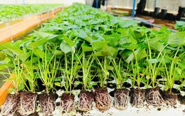 Không phải xuất khẩu nông sản, Việt Nam đưa gần 28.000 hạt giống sang Ấn Độ để làm điều đặc biệt