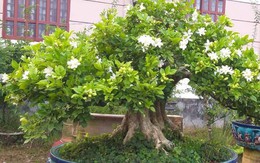 5 lý do nên trồng một cây nguyệt quế trước nhà