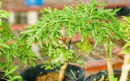 6 lưu ý cho các gia đình đang trồng cây đinh lăng