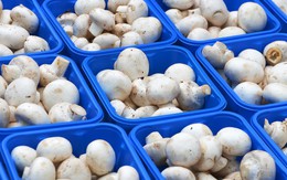 Phát minh của Trung Quốc làm rung chuyển ngành thực phẩm: Tạo nguồn protein từ nấm biến đổi gen, vị giống thịt, sản xuất nhanh hơn 88%