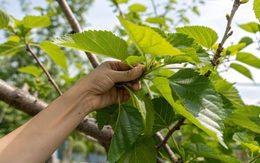 Việt Nam có loại lá được y thư cổ Trung Quốc xếp vào hàng "thượng phẩm": Không phải ai cũng biết để dùng