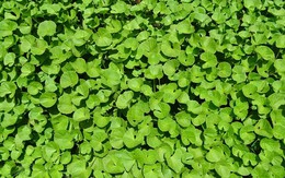 Ít ai ngờ loại rau mọc dại đầy Việt Nam lại là “thuốc” chống rụng tóc, kích thích mọc tóc con cực đỉnh