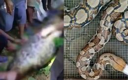Bi kịch kinh hoàng tại Indonesia: Người đàn ông bị con trăn gấm nuốt chửng trên đường về nhà