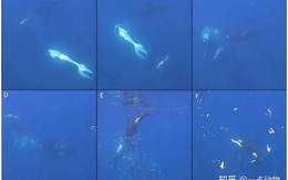 Cú húc kinh hoàng của cá voi sát thủ khiến con cá mặt trăng nặng hai tấn tan thành hàng ngàn mảnh