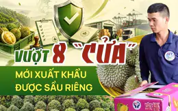 Doanh nghiệp phải vượt 8 'cửa' mới xuất khẩu được sầu riêng