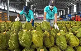 Ấn Độ chính thức mở cửa cho sầu riêng Việt Nam