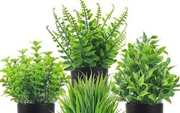 5 loại cây chớ nên đặt trong nhà