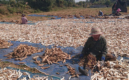 Không phải gạo hay sầu riêng, Campuchia quyết tâm làm giàu với mặt hàng Việt Nam đang trồng rất nhiều: Đây là mỏ vàng mới của chúng tôi!