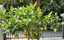 5 lý do nhất định phải trồng một cây chanh trong nhà