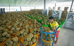 Nhờ ‘đường tắt' qua nước láng giềng Việt Nam, Campuchia đang kiếm bộn ở Trung Quốc, thương lái gom mua ào ào
