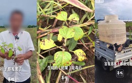 Tin AI tư vấn phun thuốc, nông dân Trung Quốc mất trắng 10 ha ruộng mè