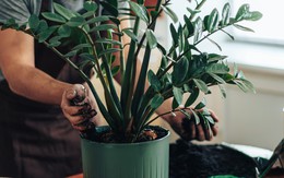 6 lý do vì sao nên trồng một chậu cây kim tiền trong nhà