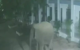 Voi rừng phá tường rào, 'đột nhập' trường bán trú lúc nửa đêm