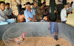 Hành trình phá sới đá gà, bắt 40 người giữa vườn cao su ở Tây Ninh