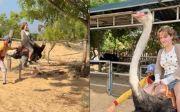 Hết cưỡi trâu, khách Tây lại phấn khích cưỡi đà điểu chạy 'xé gió' ở Việt Nam