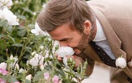 Tiểu thư Harper tự tay thiết kế bông hồng đặc biệt tặng bố, David Beckham liền mang bó hoa đi đăng kí thương hiệu mới "oách"