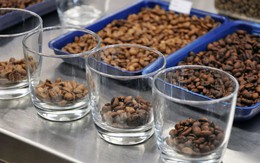 Cà phê decaf có thực sự tốt hơn cà phê thường? Chuyên gia đưa ra câu trả lời