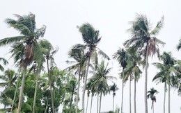 Chồng sát hại vợ rồi trèo lên ngọn dừa lẩn trốn