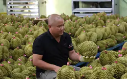 Để nông sản tỷ đô không vỡ trận xuất khẩu: Gian nan tìm 'hộ chiếu'