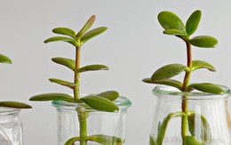 5 loại cây thường được trồng để “cầu may”