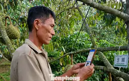 Tiết lộ về 'tờ giấy quyền lực' xuất khẩu sầu riêng