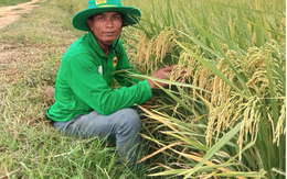 Điều gì từ những cánh đồng Việt Nam đang được nông dân Campuchia học theo?