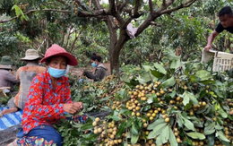 Trồng thử loại quả nổi tiếng của Việt Nam, anh nông dân tại Bangladesh trúng lớn: Giá bán hơn 200.000 đồng/kg, mỗi năm thu hoạch 2 vụ