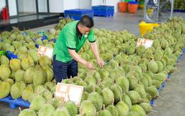 Gỡ 'vòng kim cô', mở lối cho trái cây Việt xuất ngoại