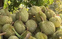 Dự báo xuất khẩu sầu riêng vượt 4 tỷ USD