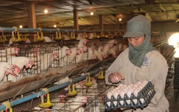 Hà Nội hướng tới nền chăn nuôi công nghệ cao, bền vững