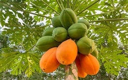 Lời khuyên đến tất cả các gia đình đang trồng cây đu đủ