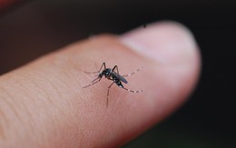 Muỗi cũng "kén ăn" như người: Đó là lý do vì sao bạn bị đốt mà người ngồi cạnh thì không sao