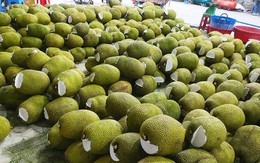 Sản vật triệu đô của Việt Nam khiến Trung Quốc phải thừa nhận ngon hơn của nhà trồng, giàu protein, được ví như 'cứu tinh của thế giới'