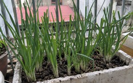 4 lợi ích khi trồng hành lá trong nhà