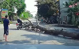 Chủ nhà trần tình vụ cưa cây khiến người đi đường tử vong