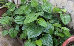 Lợi ích của cây lá lốt