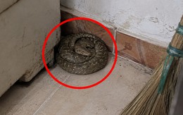 Thấy rắn nằm cuộn tròn trong nhà nên làm gì đầu tiên?