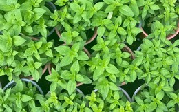 Lời khuyên đến tất cả các gia đình đang trồng rau húng