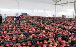 Loại quả "lọc" mỡ máu cực tốt, bán đầy chợ Việt giá chỉ từ 25.000 đồng/kg: EU ưa chuộng, xuất khẩu thu về hơn 116 triệu USD
