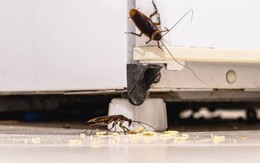 7 cách đơn giản để đuổi gián ra khỏi nhà