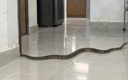 Thấy rắn trong nhà nên làm gì đầu tiên?