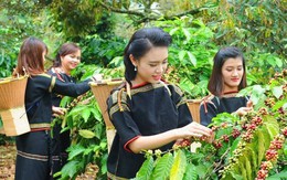 Khai thác chỉ dẫn địa lý: Vì sao còn hạn chế?