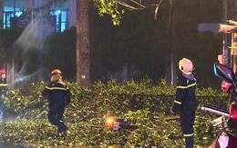 TPHCM: Nhánh cây lớn rơi trúng xe máy, hai vợ chồng thương vong