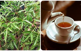 Lá đinh lăng nấu nước uống có tác dụng gì?