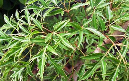 6 lý do nên trồng cây đinh lăng