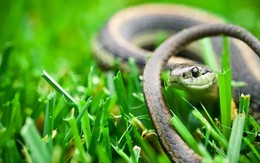 Rắn rất "thích" những sân vườn có 10 đặc điểm này: Có 1 cũng cần thay đổi ngay