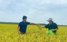Khi đất được nuôi dưỡng, người trồng lúa đổi cách làm