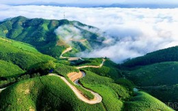 Siêu vùng 143.000ha của Việt Nam: Nắm giữ loài cây "chạm mây", cứ trồng là hái ra tiền triệu USD