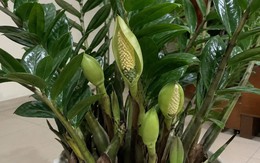4 lời khuyên khi trồng cây kim tiền